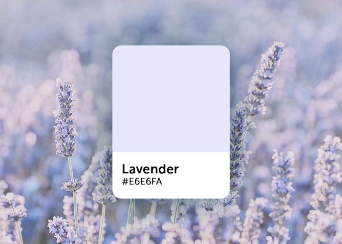 Dreamy Lavender (#E6E6FA) As Valentine Color