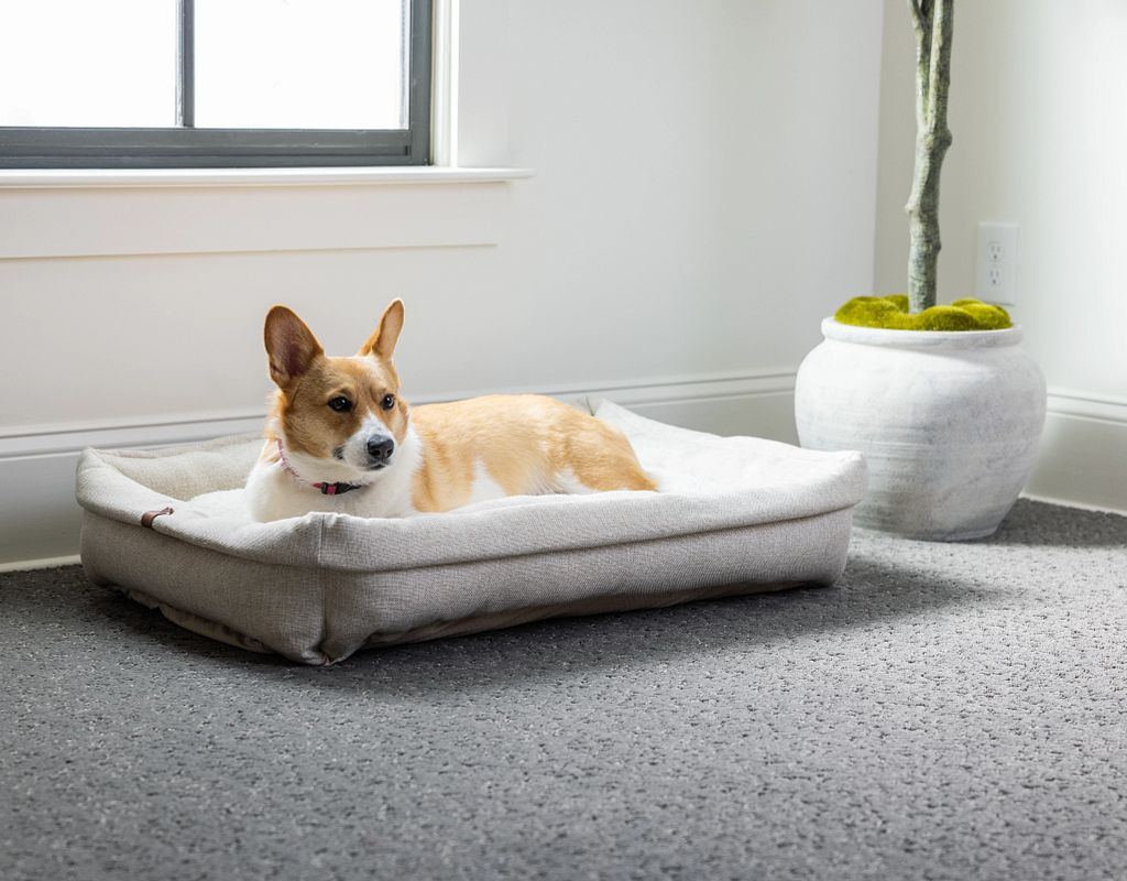 10 Best Options For Best Carpet For Pets