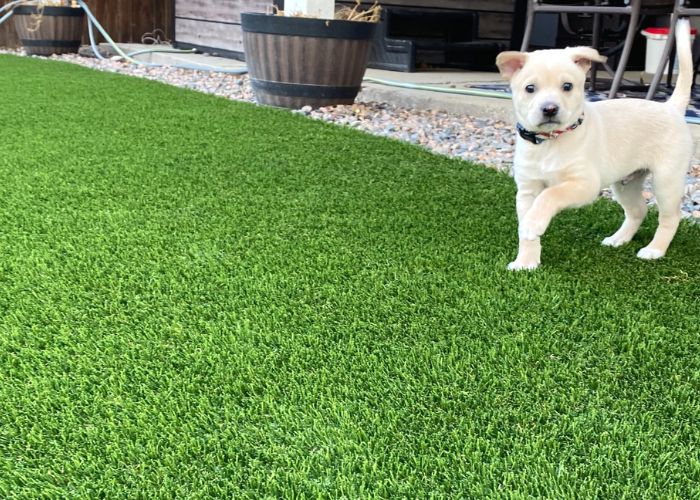 Is Artificial Grass Suitable For Pets?