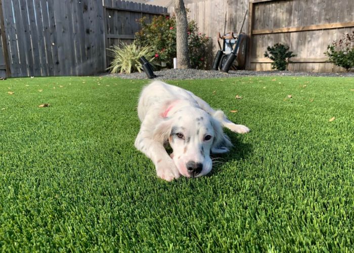 Basic Handbook On Artificial Grass For Pets