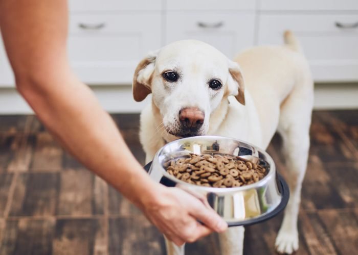 Priority Criteria For Choosing A Suitable Pet Food Center