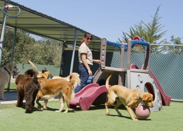 Pet Boarding and Daycare