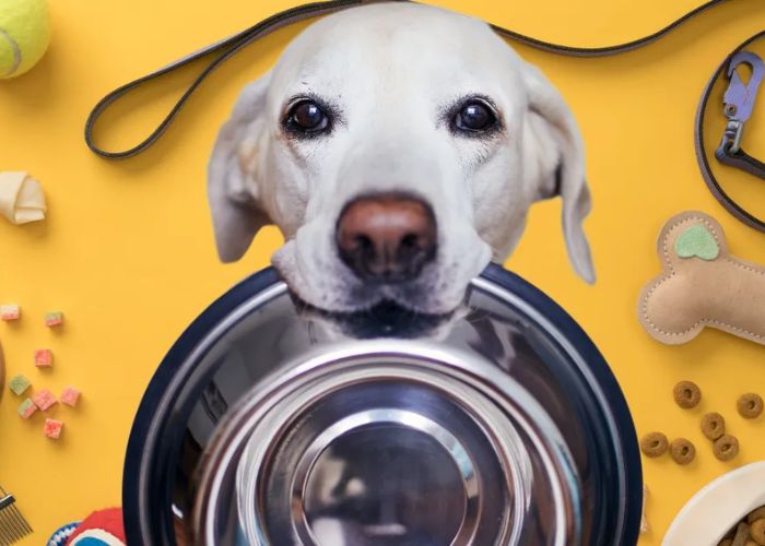 20+ Reputation Pet Food Center To Take Care Your Pets