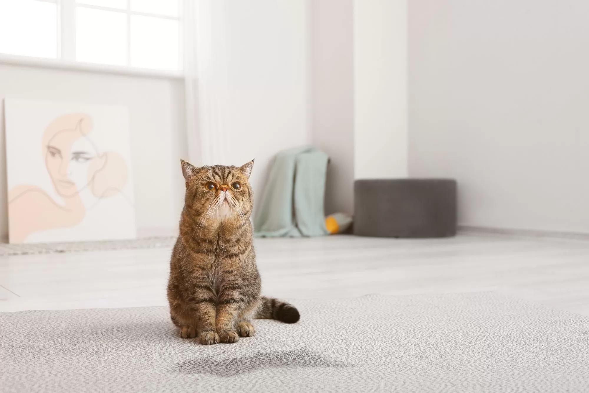 Tips for choosing the Best Pet-Friendly Carpets 