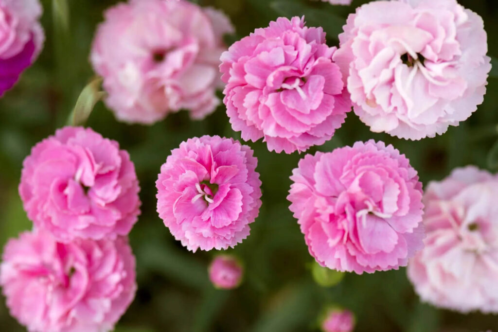 Carnations are the best flower for mom on Mother's Day