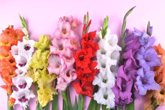 Gladiolus is a unique Mother’s Day flowers