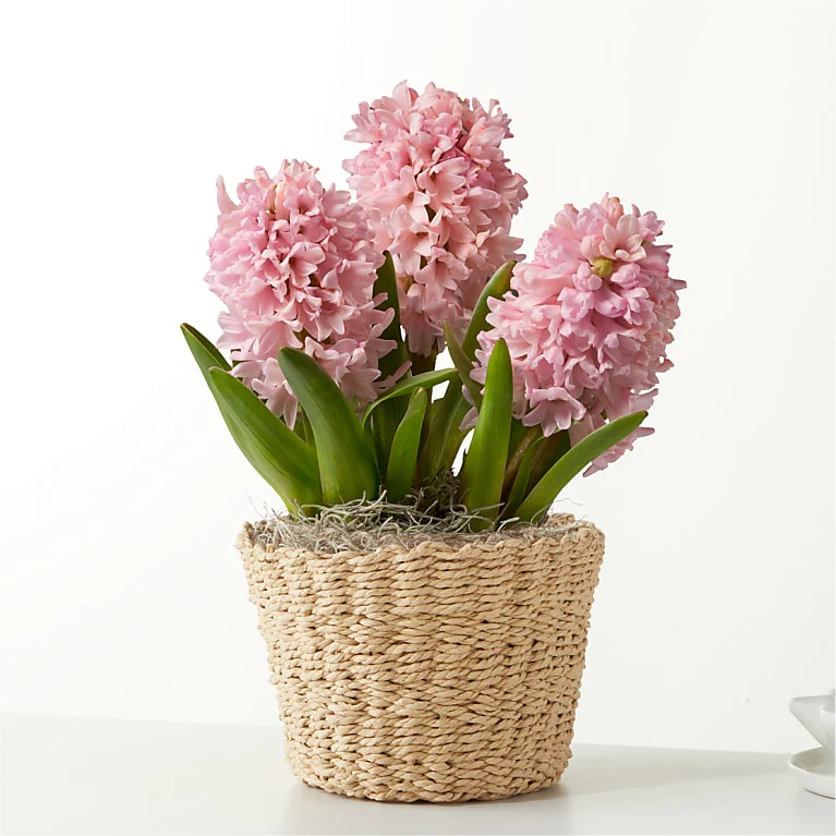 Hyacinth