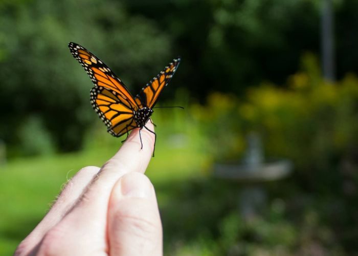 Butterfly Release As Remembrance Memorial Ideas