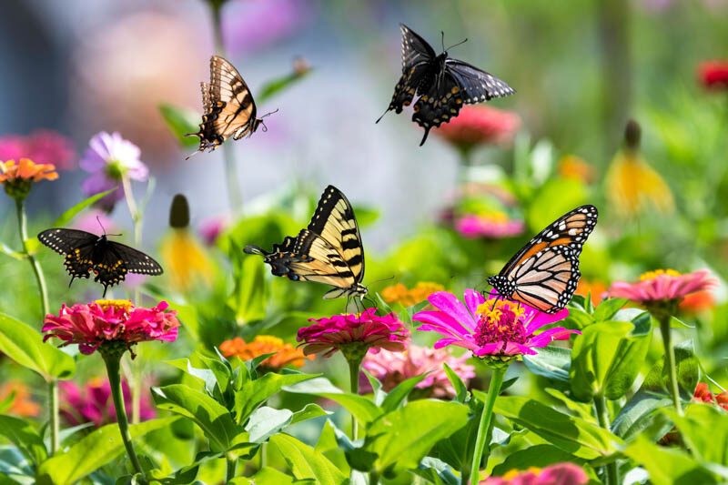 Butterfly-Attracting Garden Gift Basket