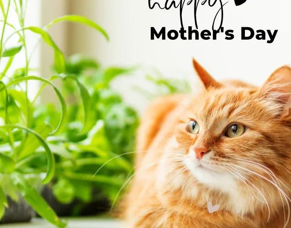 30+ Best Cat Mom Gifts for Cat Lovers in 2024