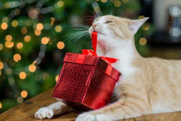 Top Christmas Cat Mom Gifts