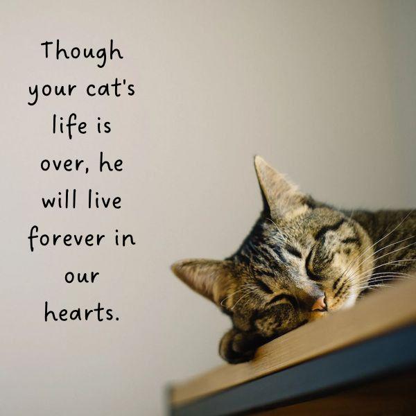 Sympathetic Quotes for Friends Who Lost His Pet